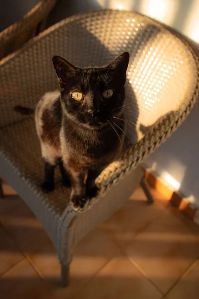 Gato Sentado Una Silla Mimbre Una Habitación — Foto de Stock