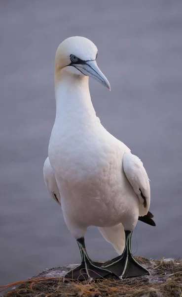 Vertical Closeup Adorable Northern Gannet Perched Top Rock — Stock Photo, Image