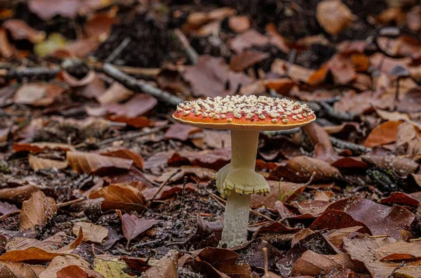Macro Shot Red Amanita Mushroom White Dots Ground Dried Leaves — Stock Photo, Image