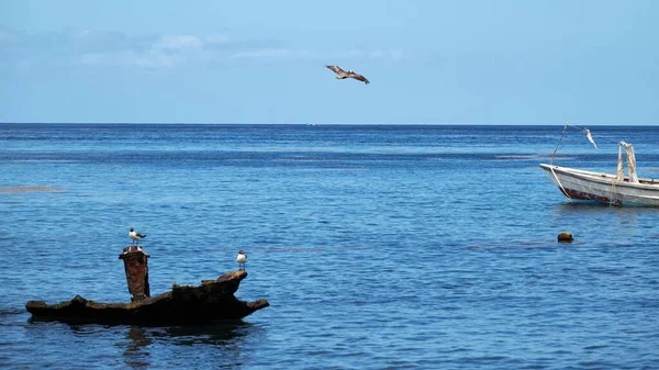 Прекрасный Снимок Голубой Морской Воды Лодками Кусочком Дрейфующей Древесины Чайками — стоковое фото