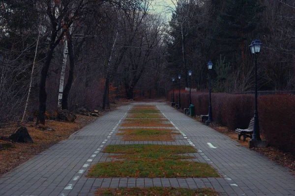 夕方には黄色の木のある秋の公園の道 — ストック写真