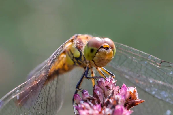 Eine Nahaufnahme Einer Libelle Die Auf Einer Blume Hockt — Stockfoto