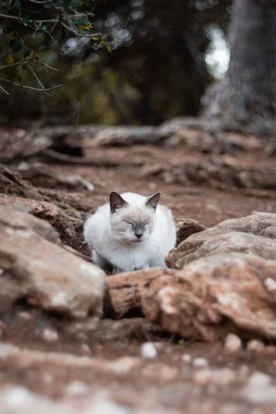 Vertikální Detailní Záběr Bílé Roztomilé Kočky Sedí Oči Zavřené Skály — Stock fotografie