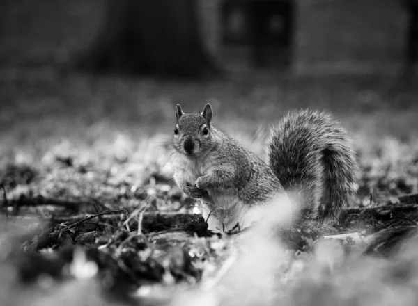 Grayscale Squirrel Park — Stock Photo, Image