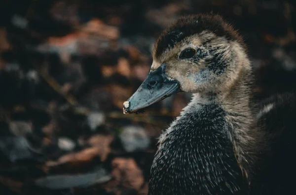 Nahaufnahme Einer Kleinen Ente Auf Einem Laubfeld — Stockfoto