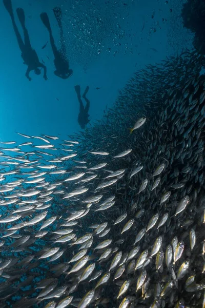 Widok Ludzi Otoczonych Rybami Podczas Nurkowania — Zdjęcie stockowe