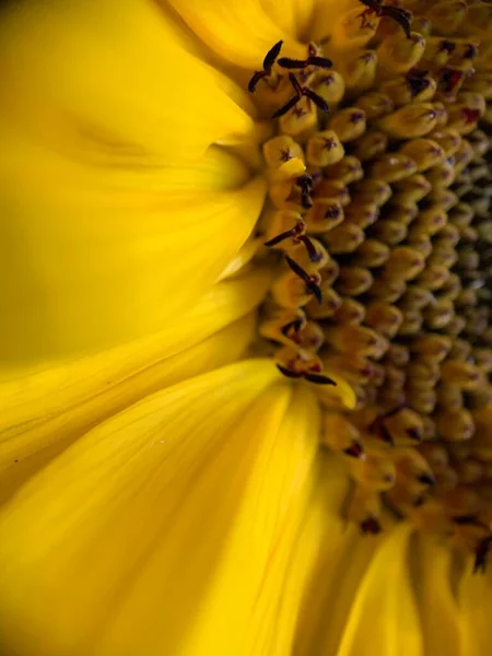 Eine Nahaufnahme Einer Frischen Leuchtend Gelben Sonnenblume — Stockfoto