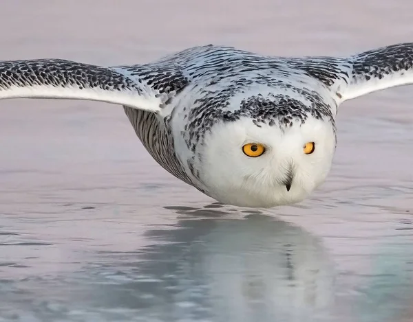 Closeup Shot Owl Flying Lake — Stock Photo, Image