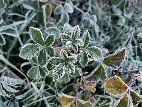 冬の間に凍った葉のクローズアップショット — ストック写真