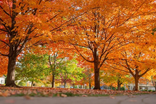 Eine Parklandschaft Mit Herbstlich Bunten Bäumen Sommer — Stockfoto