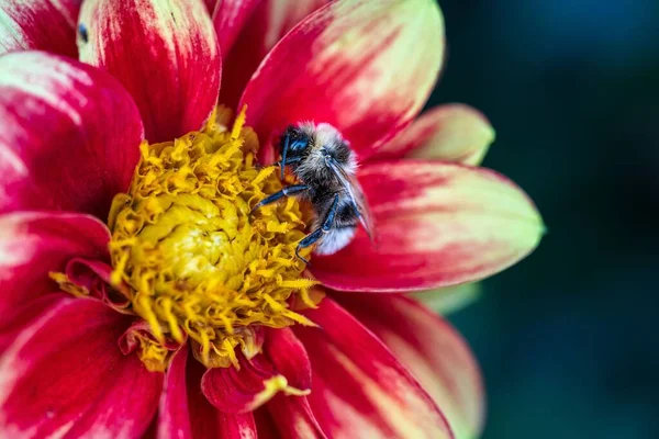 Ένα Κοντινό Πλάνο Του Νέκταρ Μελισσών Που Πίνει Από Λουλούδι — Φωτογραφία Αρχείου