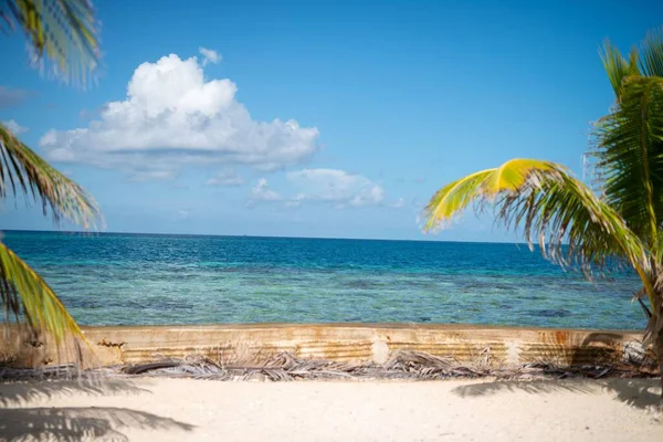 Krajobraz Palm Słonecznej Piaszczystej Plaży Nad Morzem Błękitnym Niebem — Zdjęcie stockowe