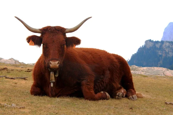 Großaufnahme Einer Braunen Kuh Auf Einem Feld Hochland — Stockfoto