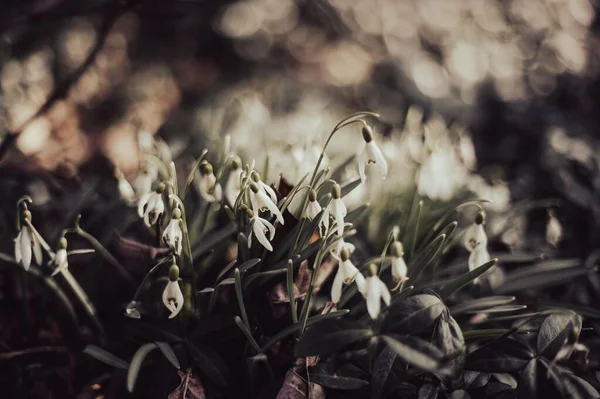 Ein Selektiver Fokus Von Galanthus Nivalis Frühjahrspflanzen Mit Unscharfem Hintergrund — Stockfoto