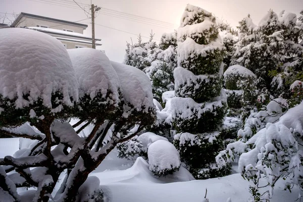 Detailní Záběr Keře Rostliny Pokryté Bílým Nadýchaným Sněhem Dvorku Zimě — Stock fotografie