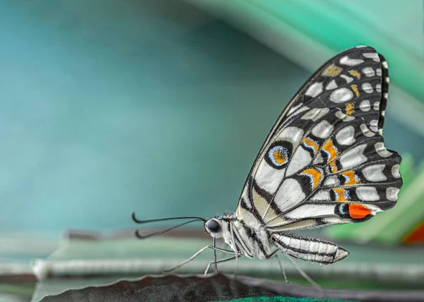 Крупный План Бабочки Лайма Найденной Лежащей Стене — стоковое фото