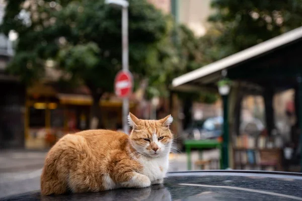 선택적 자동차 지붕에서 귀엽고 오렌지색흰 길잃은 고양이의 — 스톡 사진