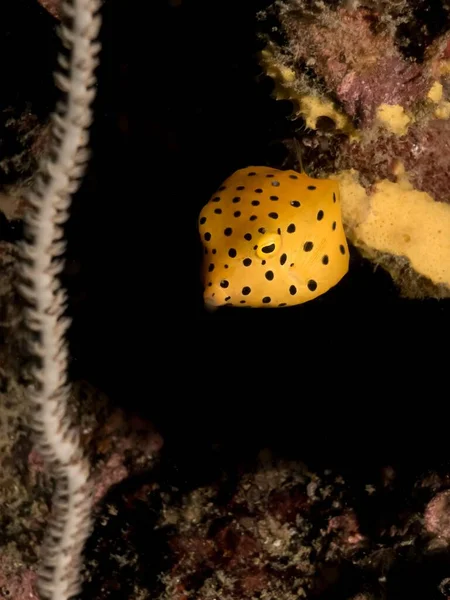 一只黄箱鱼在深蓝色的大海中在珊瑚礁上方游动的特写镜头 — 图库照片