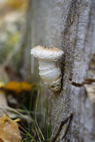 在有模糊背景的树干处垂直拍摄的蘑菇照片 — 图库照片