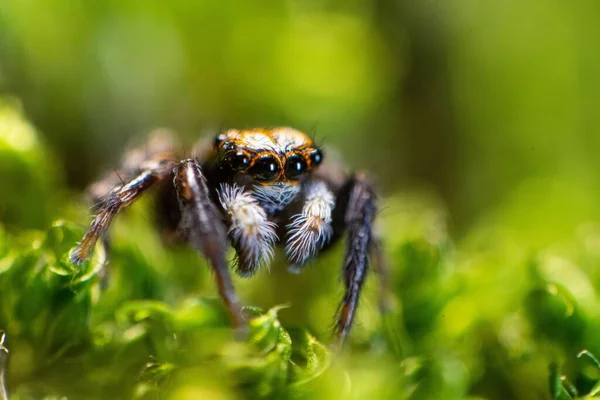 Primer Plano Una Araña Saltadora Aterradora Sobre Fondo Borroso Verde —  Fotos de Stock