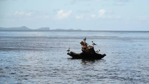 Beautiful Shot Blue Seawater Piece Driftwood Flock Seagulls Perched — Stock Photo, Image