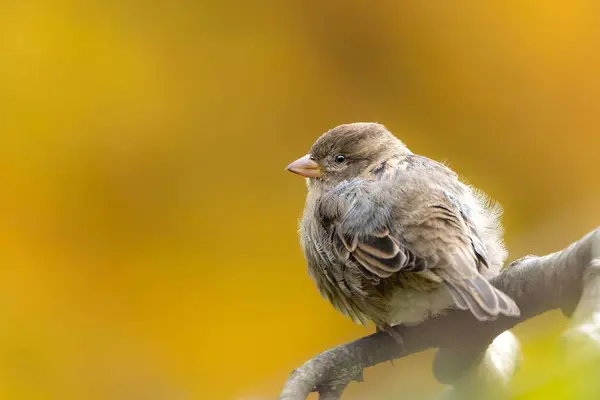 Selective Focus Shot Fluffy True Sparrow Bird Perched Tree Branch — Stock Photo, Image