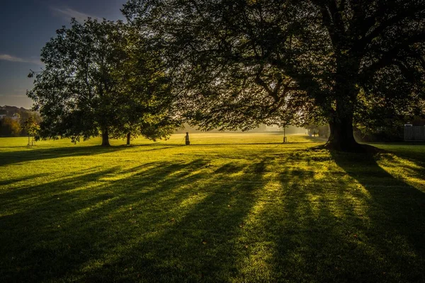 Priveliște Frumoasă Unui Copac Mare Câmpul Acoperit Luminile Soarelui — Fotografie, imagine de stoc