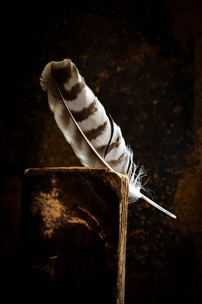 Eski Bir Kitabın Sayfaları Arasında Güzel Bir Kuş Tüyünün Dikey — Stok fotoğraf
