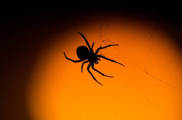 Gros Plan Une Silhouette Araignée Avec Fond Jaune Noir — Photo
