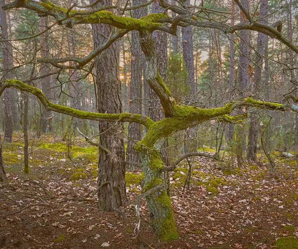 Floresta Outono Com Árvores Musgosas Verdes — Fotografia de Stock