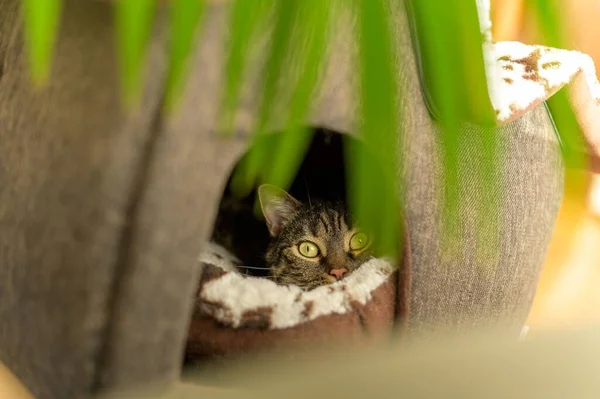 Een Selectieve Focusshot Van Een Serieuze Zwerfkat Een Kattenmand — Stockfoto