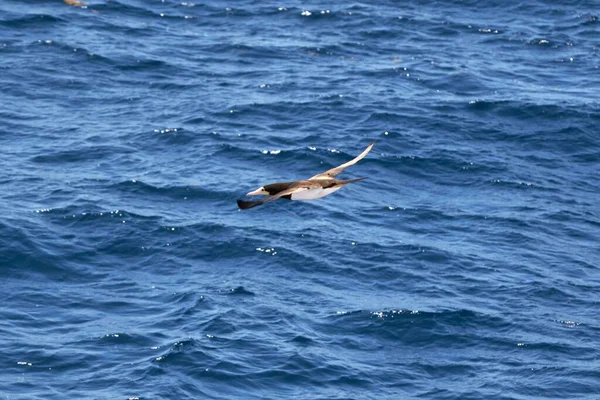 Booby Marrom Voando Sobre Mar — Fotografia de Stock