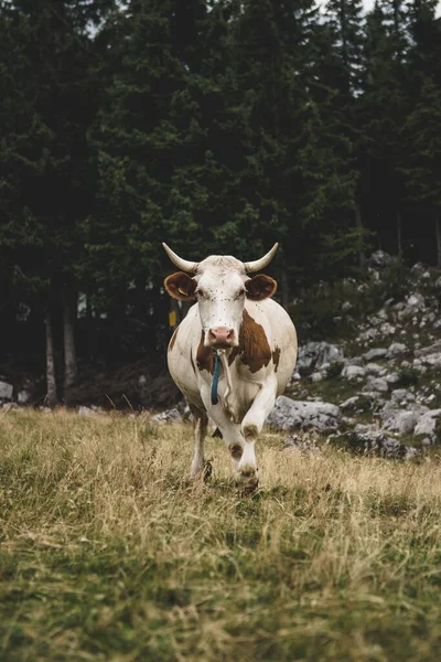Yeşil Çayırda Yürüyen Benekli Bir Telemark Sığırının Dikey Görüntüsü — Stok fotoğraf