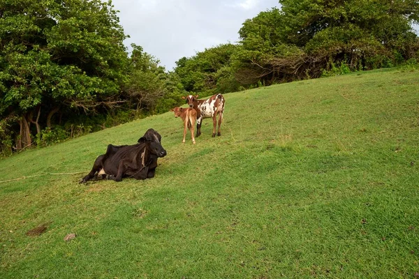 Tres Vacas Descansando Una Colina Verde — Foto de Stock
