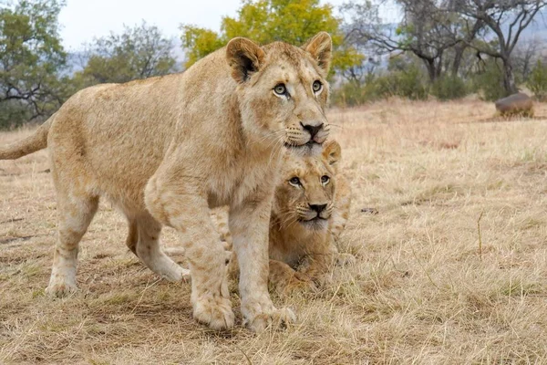 Eine Nahaufnahme Von Zwei Wilden Löwen Die Auf Einem Feld — Stockfoto