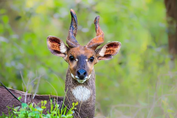 Gros Plan Une Belle Antilope Aux Cornes Courbes Dans Nature — Photo