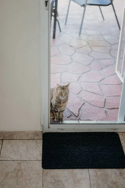 Vertikal Bild Bedårande Tabby Katt Ett Hus Avsats — Stockfoto