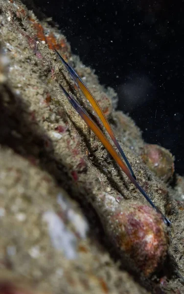 一只小喇叭鱼在珊瑚之上的深蓝色海面上游泳时的特写镜头 — 图库照片