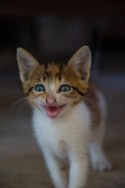 Yeşil Gözlü Küçük Bir Kedi Yavrusu — Stok fotoğraf