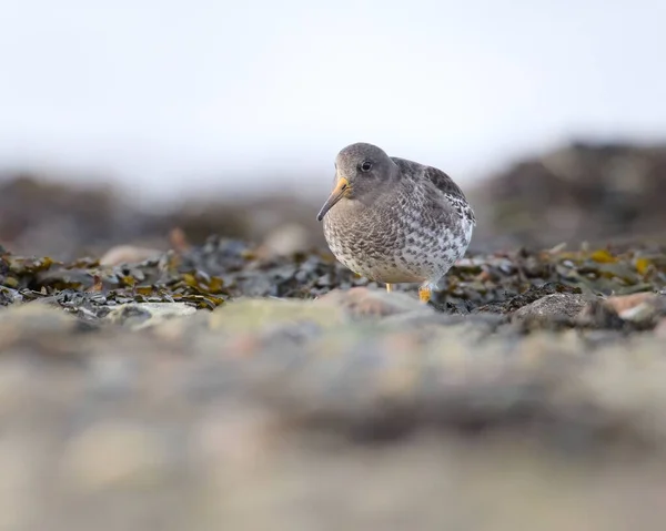 岩の多い湖で食べ物を探している海の砂のパイパー鳥のクローズアップショット — ストック写真