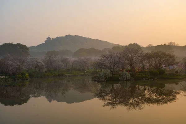 East Lake Cherry Blossom Park Também Chamado Wuhan Moshan Cherry — Fotografia de Stock