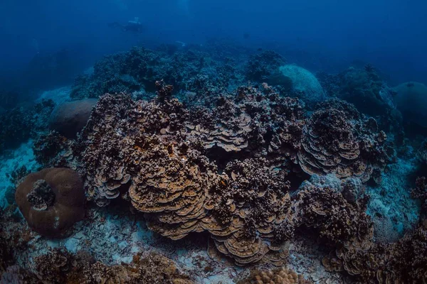 Arrecife Coral Bajo Agua Sobre Fondo Azul —  Fotos de Stock