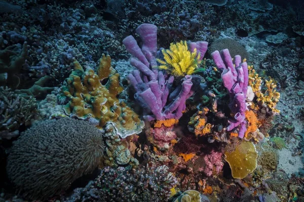 Який Твердий Кораловий Риф Під Час Підводного Плавання — стокове фото