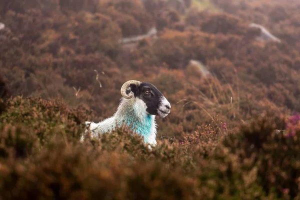 Зіткнення Ісландської Вівці Парку Розмитим Фоном — стокове фото