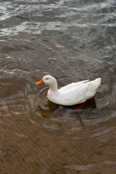 Plan Vertical Canard Colvert Blanc Flottant Dans Lac — Photo