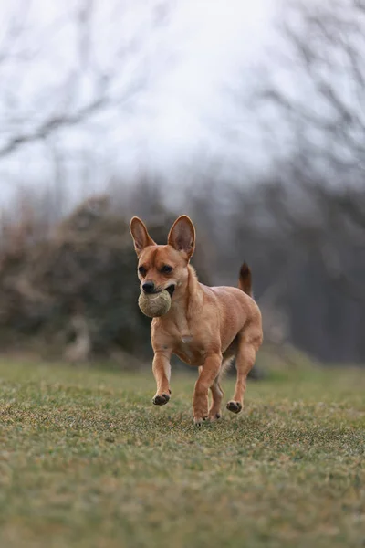 Ett Vertikalt Skott Portugisisk Podengo Hund Som Springer Med Boll — Stockfoto