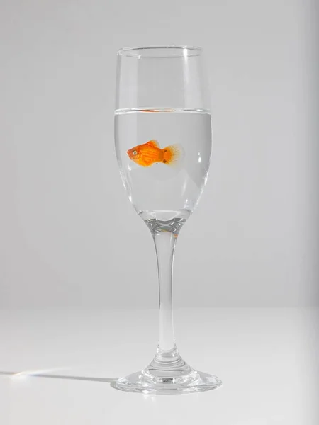 Vertical Shot Goldfish Small Glass White Background — Stock Photo, Image