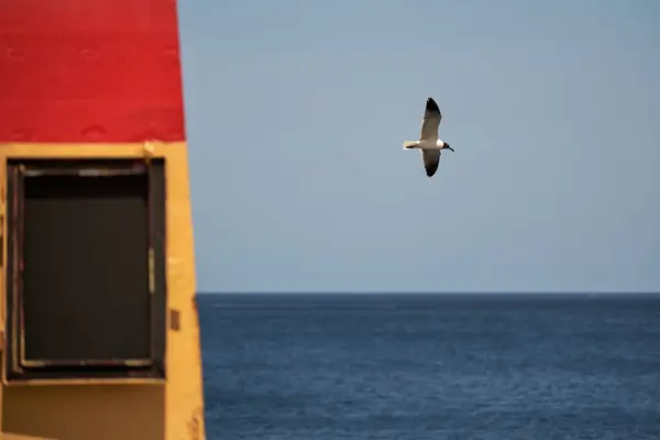 Eine Möwe Fliegt Über Das Meer Gegen Einen Blauen Himmel — Stockfoto