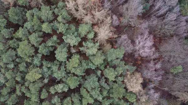 Vue Aérienne Dessus Beaux Arbres Dans Une Forêt République Tchèque — Photo