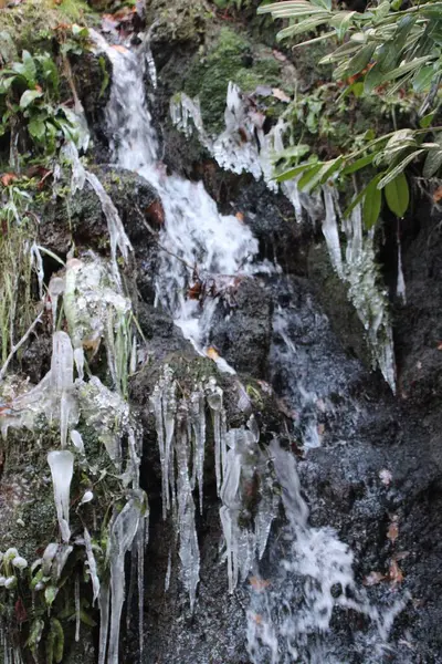 在覆盖着苔藓和植物的岩石上的冰柱的特写 — 图库照片